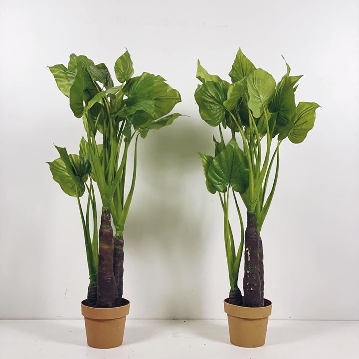 Калладіум в кашпо №1 120 FW-104