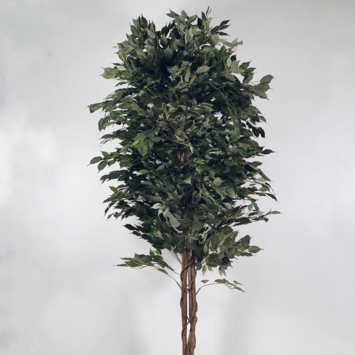 Фікус бенджаміна №4 240 FW-106