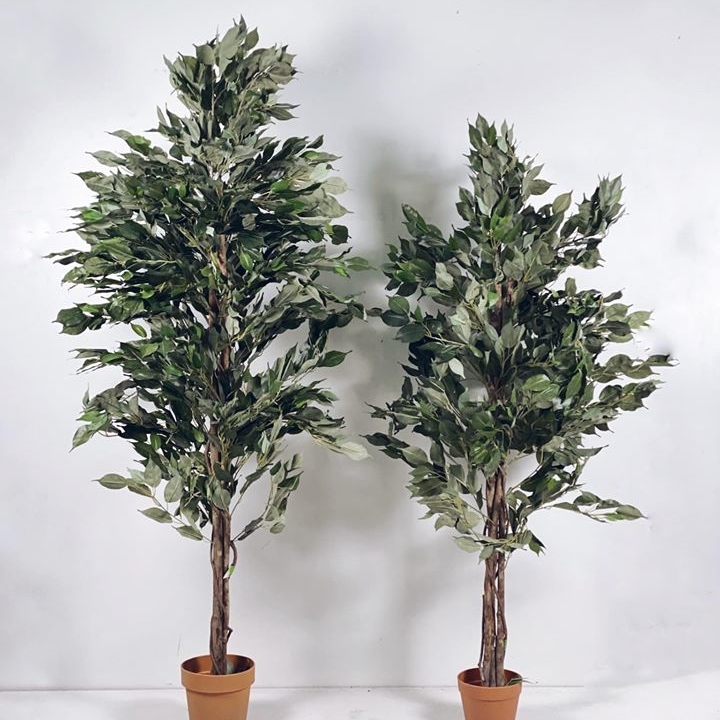 Фікус бенджаміна №3 185 FW-107