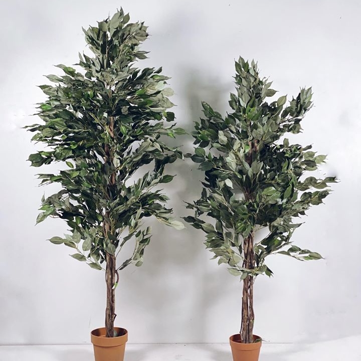 Фікус бенджаміна №2 160 FW-108