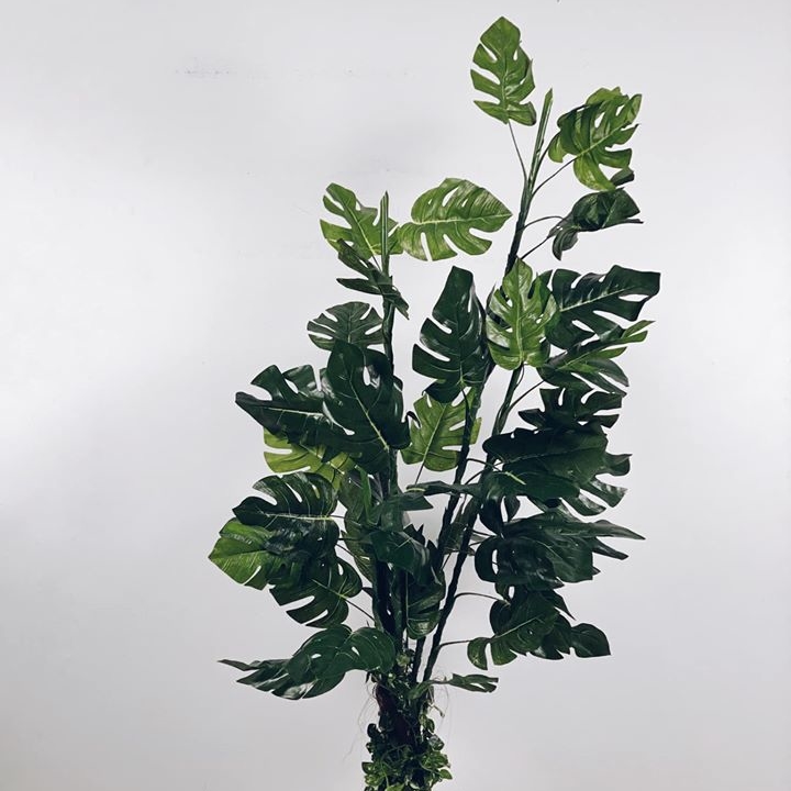 Монстера в кашпо №3 180 FW-109