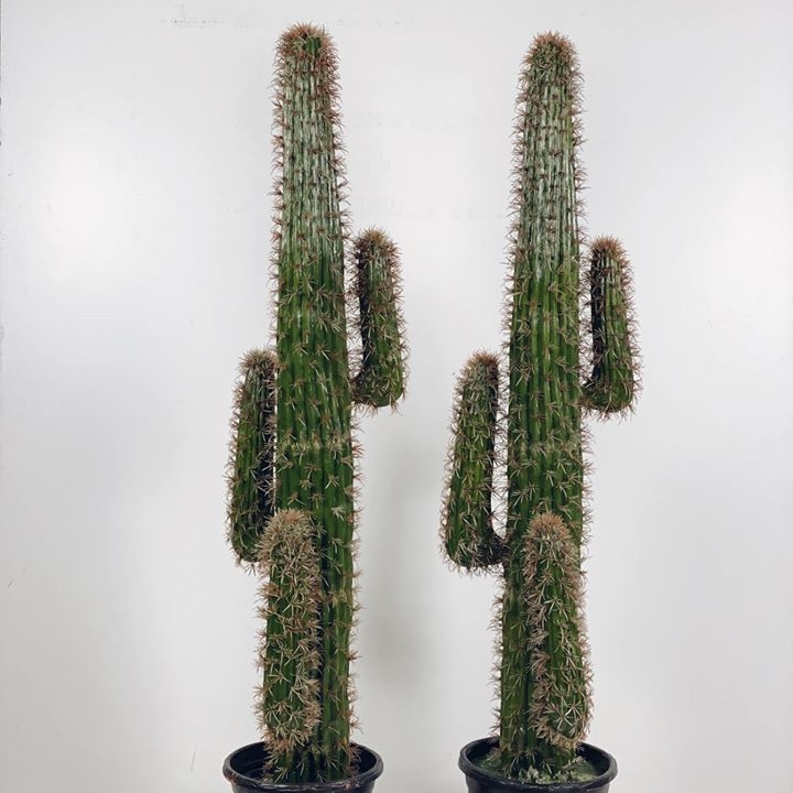 Кактус у кашпо 170 FW-110