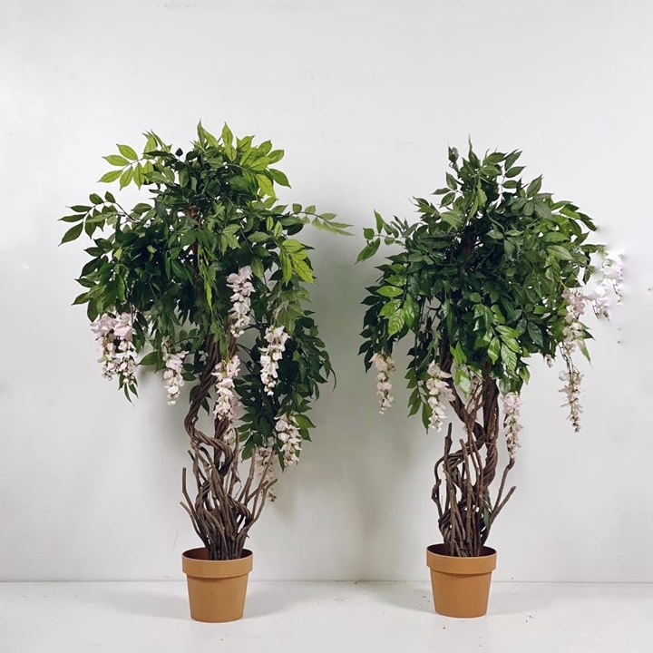 Гліцинія біло-рожева у кашпо 130 FW-112