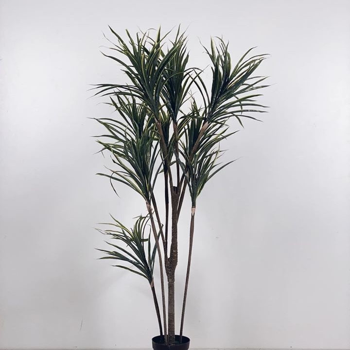 Драцена у кашпо 160 FW-113