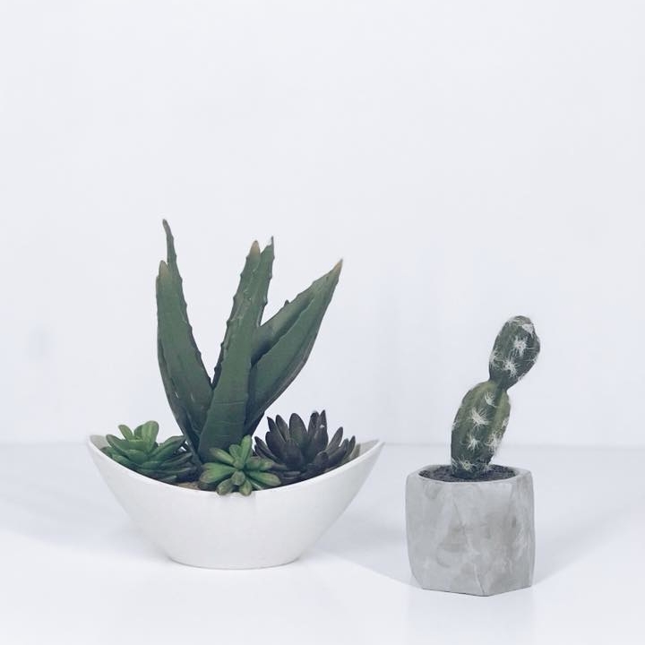 Сукулент/кактус у бетонному кашпо FW-037