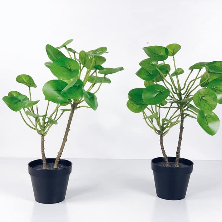 Пілея штучна у чорному кашпо FW-120