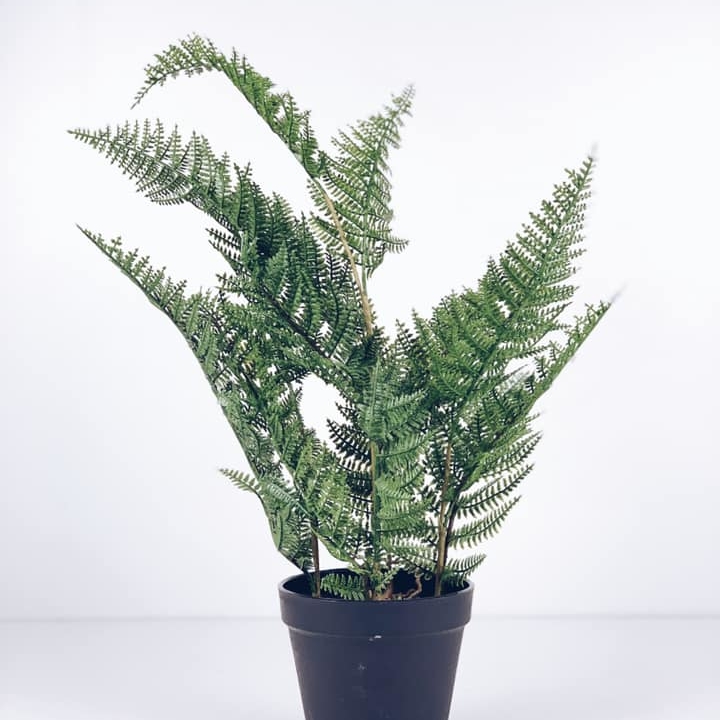 Папороть штучна у чорному вазоні FW-093