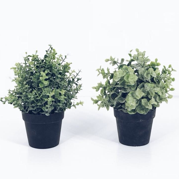 Самшит малий у чорному вазоні FW-123