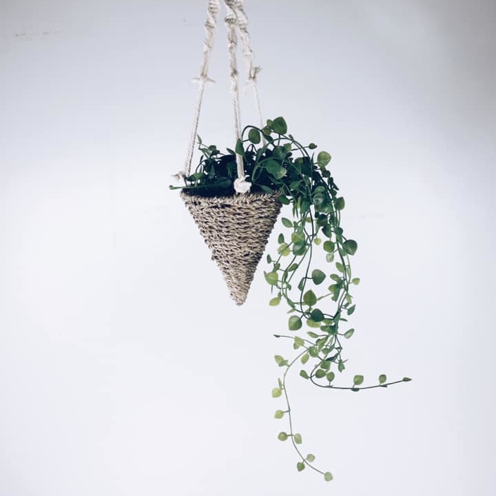 Ампельний кущ малий (Паперомія круглолистна) у підвісному кашпо конус FW-125