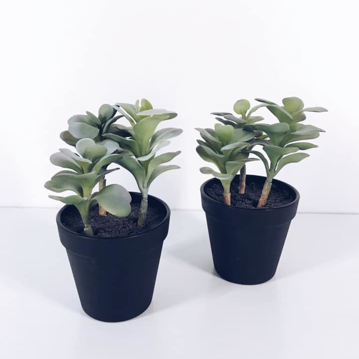 Сукулент у вазоні зелений FW-067