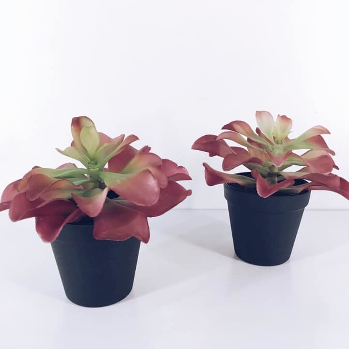 Сукулент червоний у вазоні FW-075