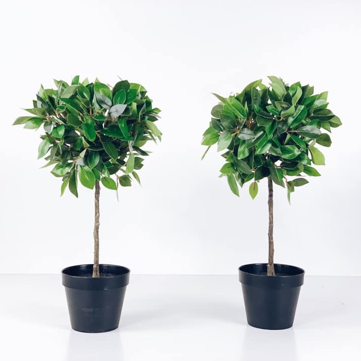 Фікус штамбовий малий у чорному вазоні FW-131