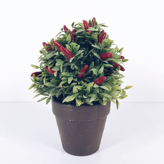 Перець декоративний шучний у вазоні FW-078