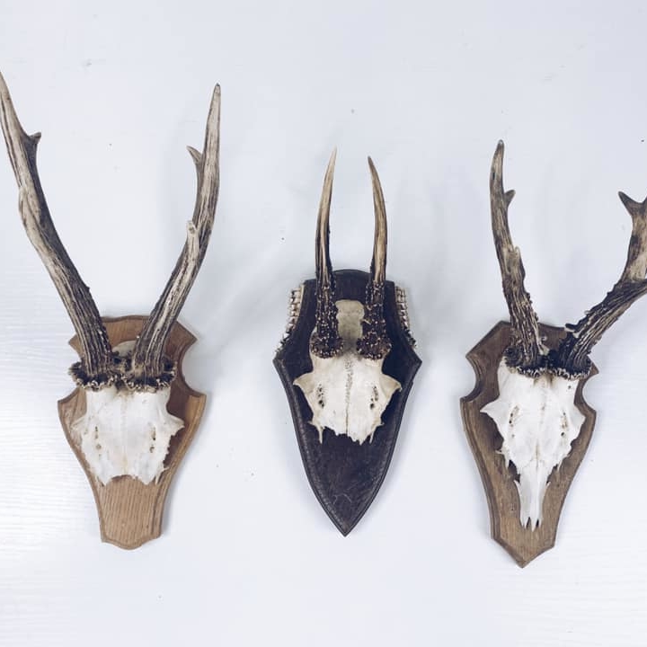 Роги косулі на дошці SK-009