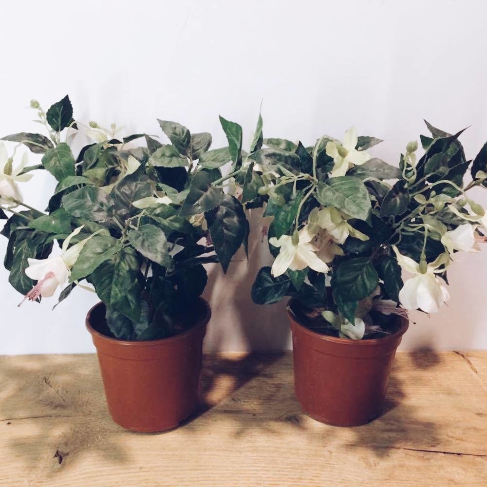 Фуксія кімната біла у вазоні FW-033