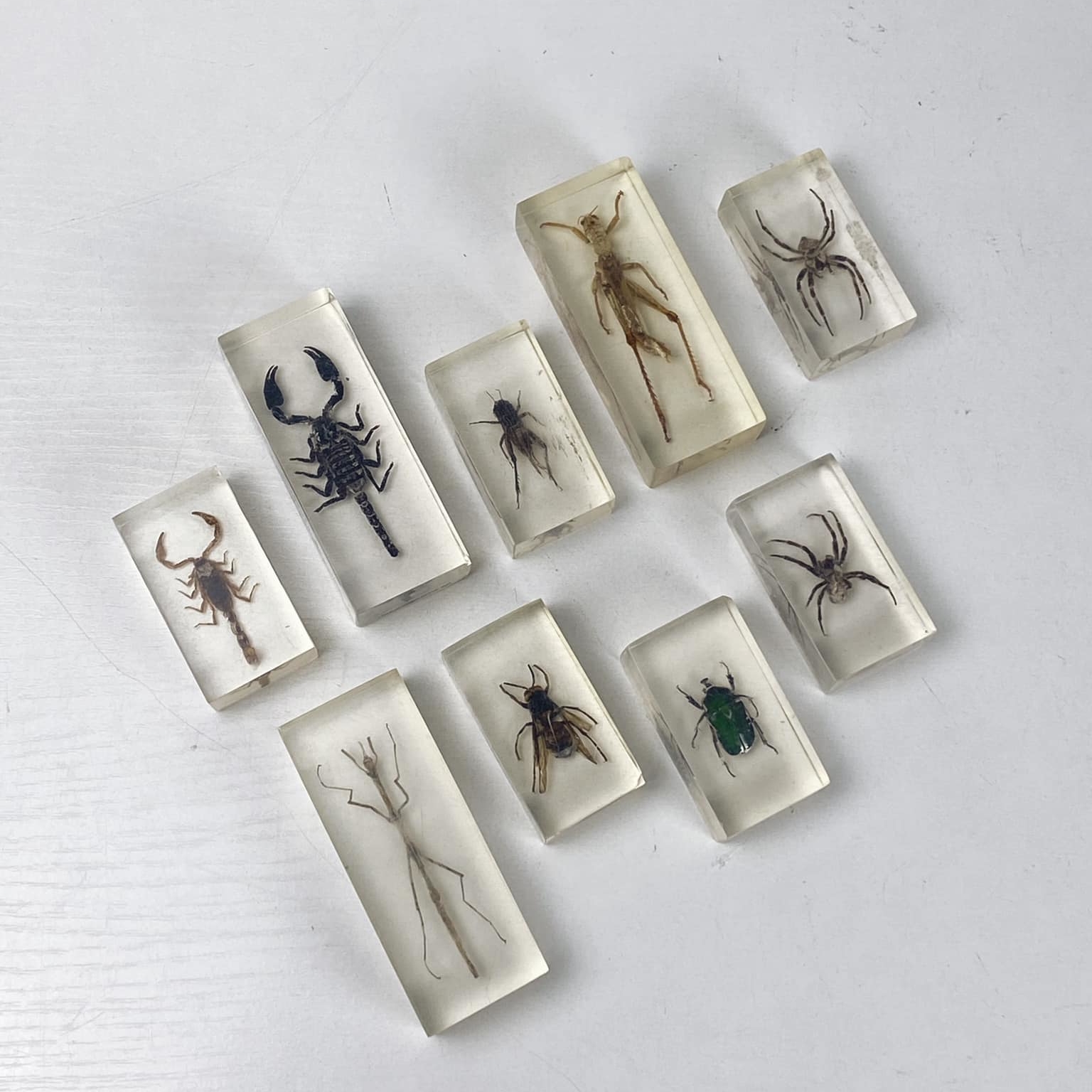 Жук в епоксидній смолі