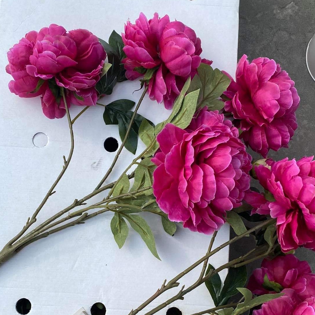 Півонія букет на 5 голів бордо