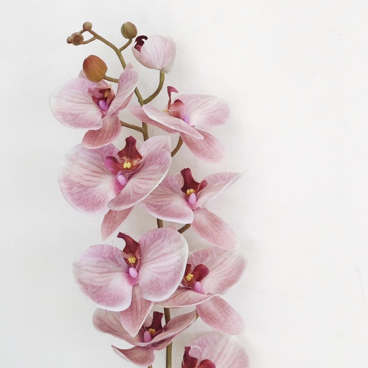 Орхідея фаленопсис рожевий латекс 100 FW-142