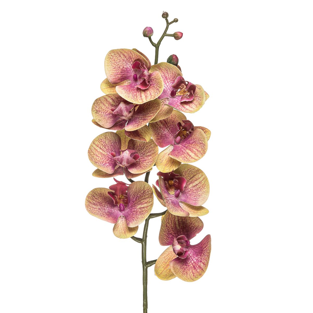 Орхідея фаленопсис салатово-рожевий 90 FW-143