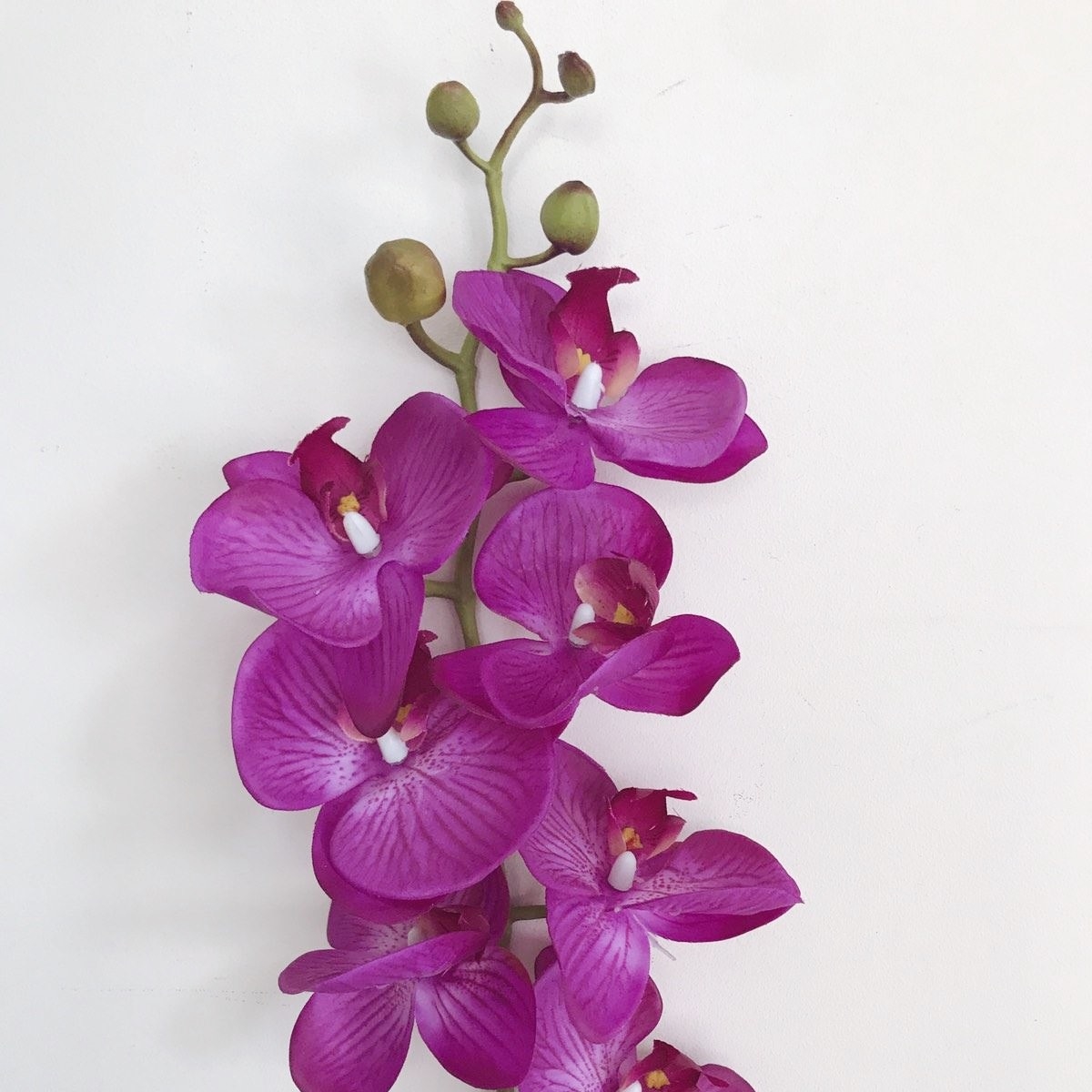 Орхідея фаленопсис гілка маджента латекс FW-144