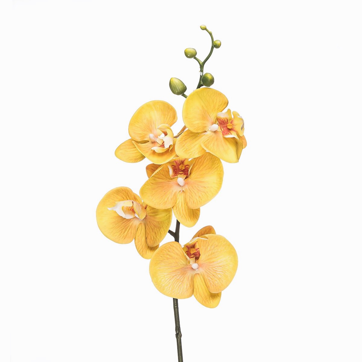 Орхідея фаленопсис жовтий латекс FW-147