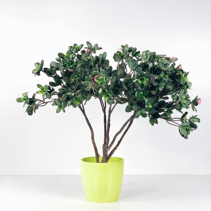 Рододендрон штучний з рожевими квітами без вазону