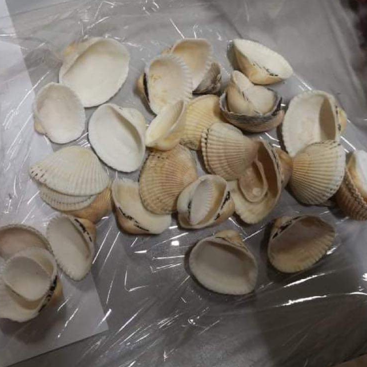 Мушлі дрібні мікс 2