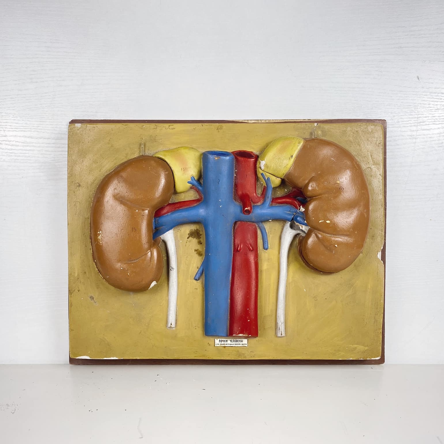 Учбова модель Нирки вінтаж SK-020