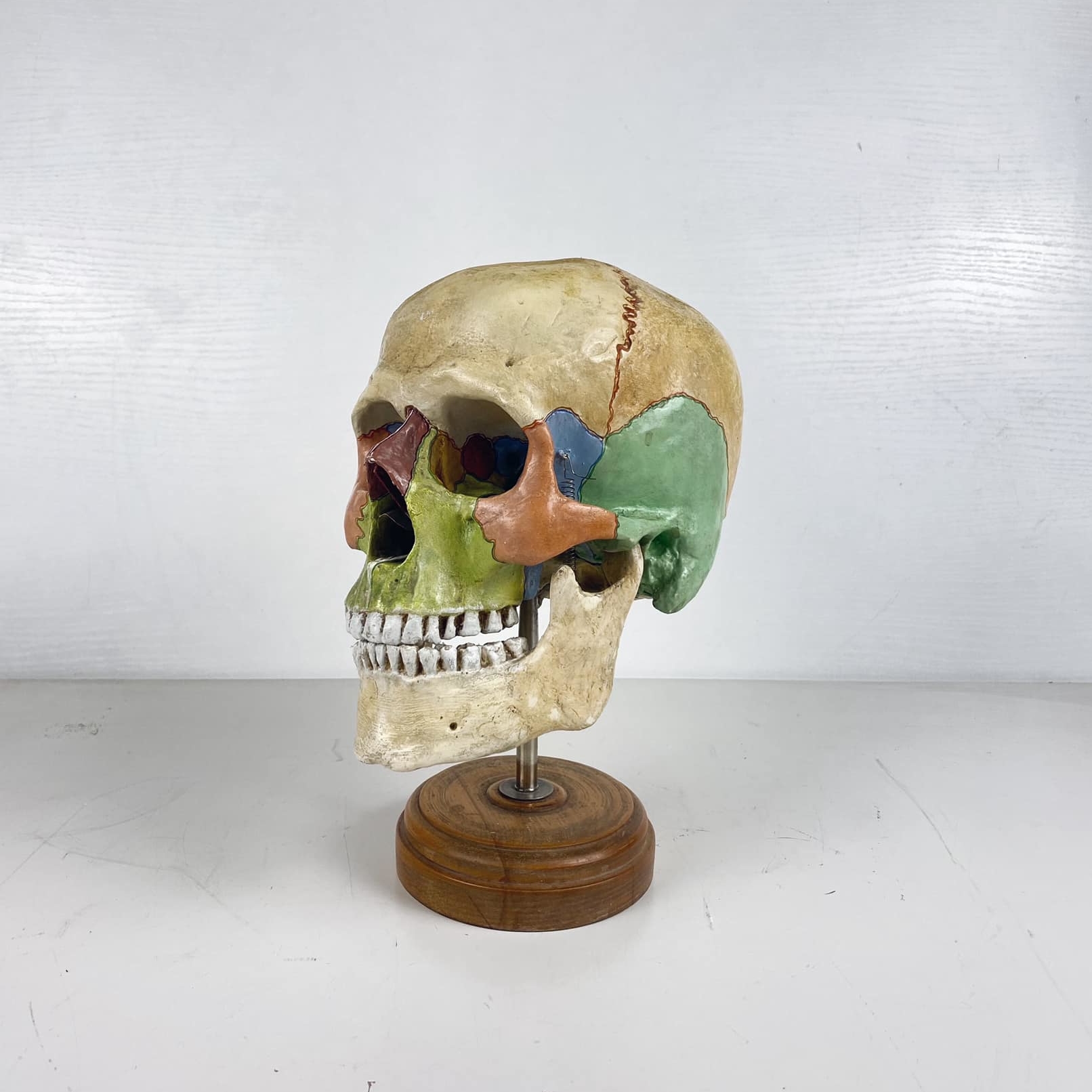 Учбова модель Череп на підставці вінтаж SK-025