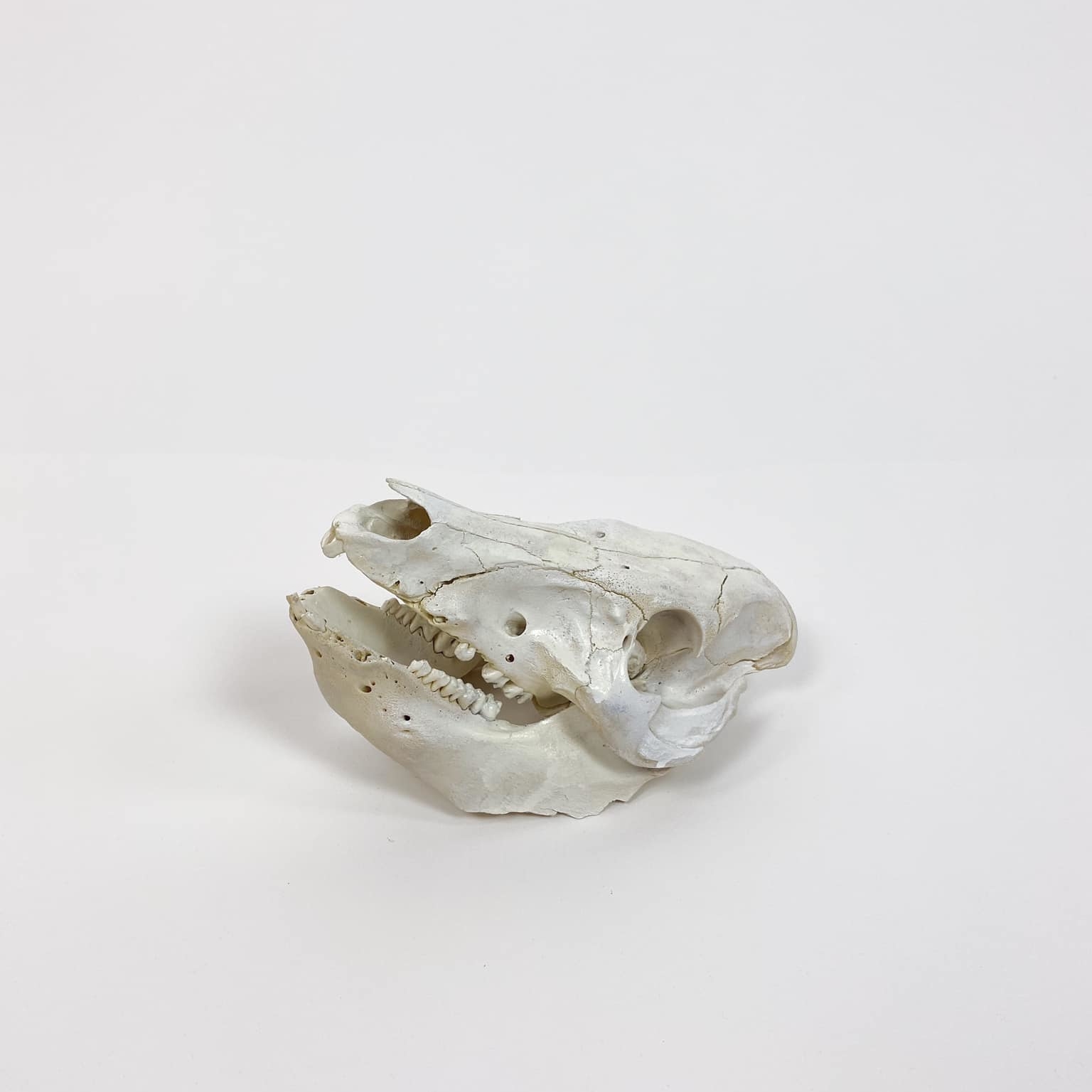 Череп тварини SK-024