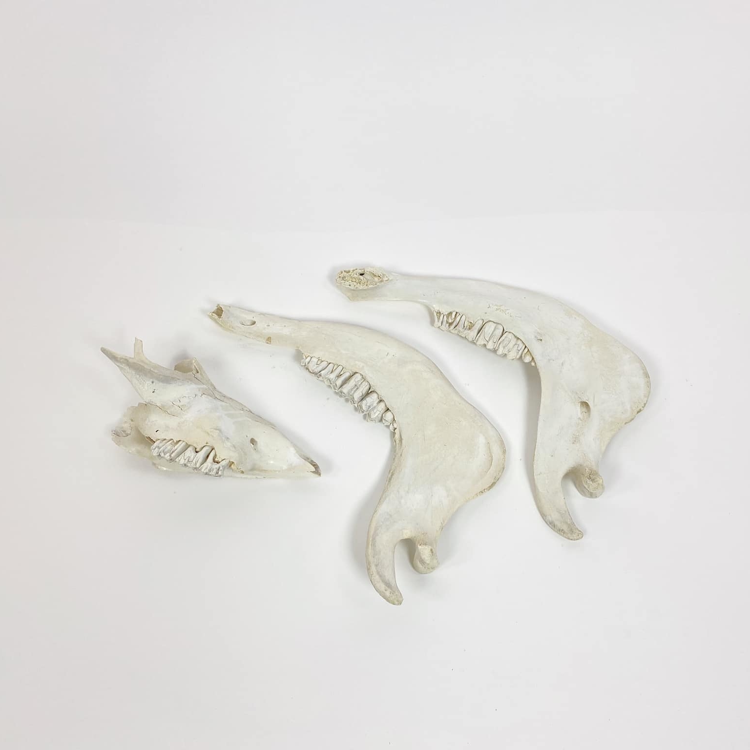 Кістки-щелепи SK-028