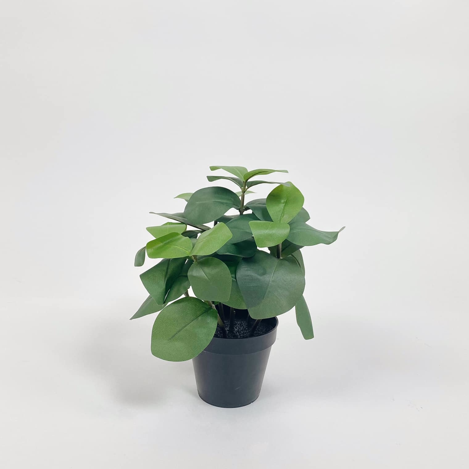 Пеперомія штучна у чорному вазоні FW-160