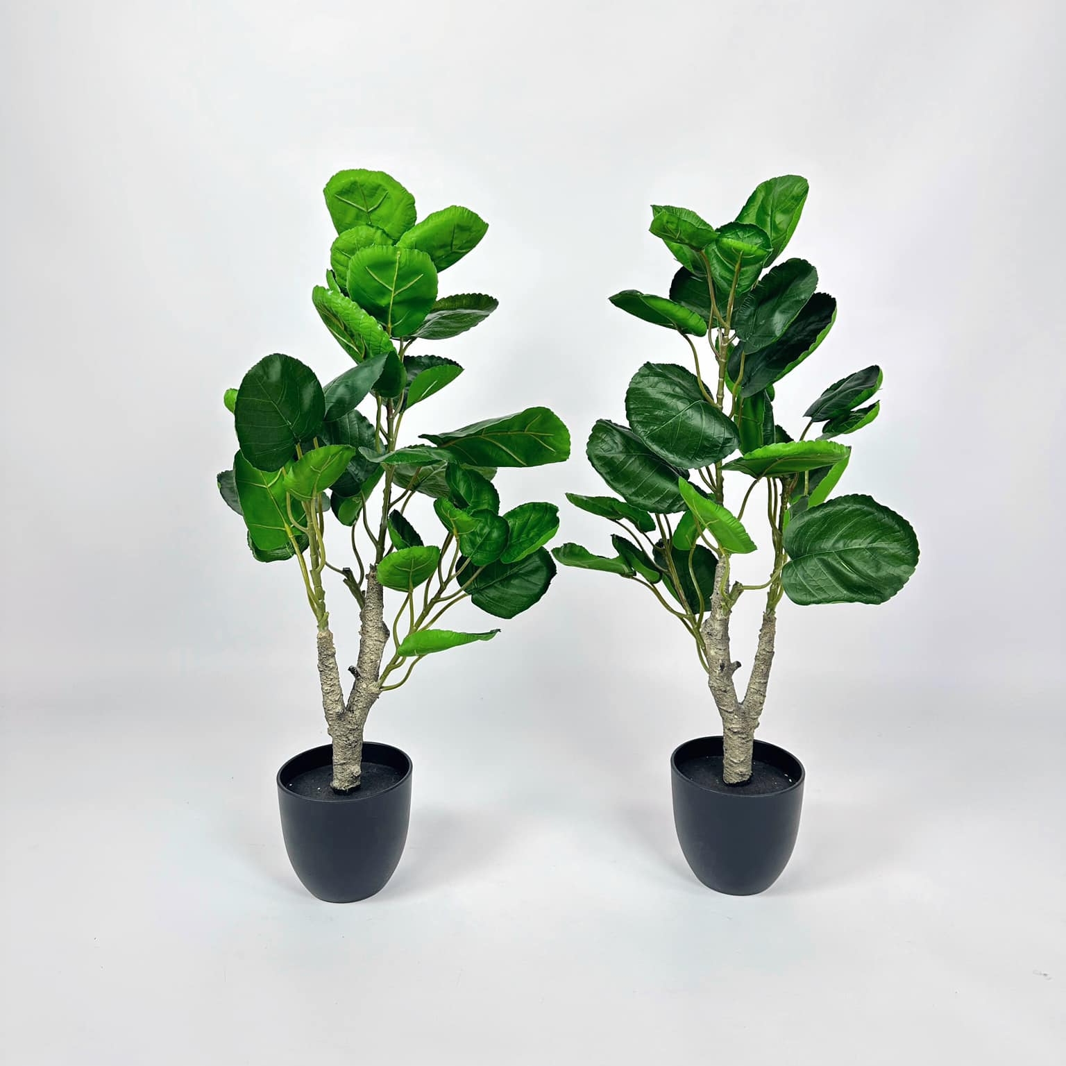 Фікус ліровидний малий 70 штучний у вазоні FW-238