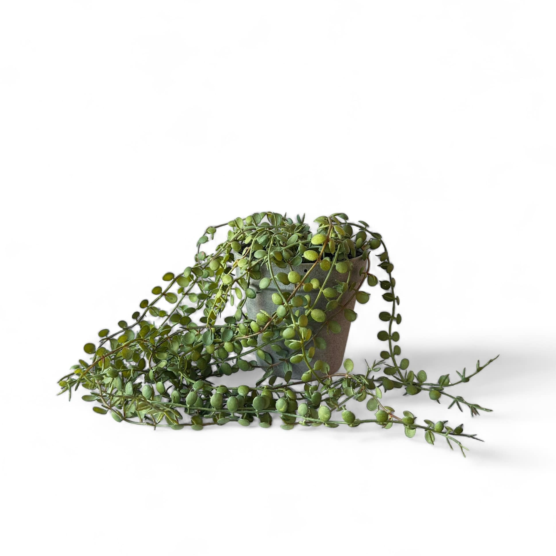 Дісхідея штучна ампельна у вазоні FW-257