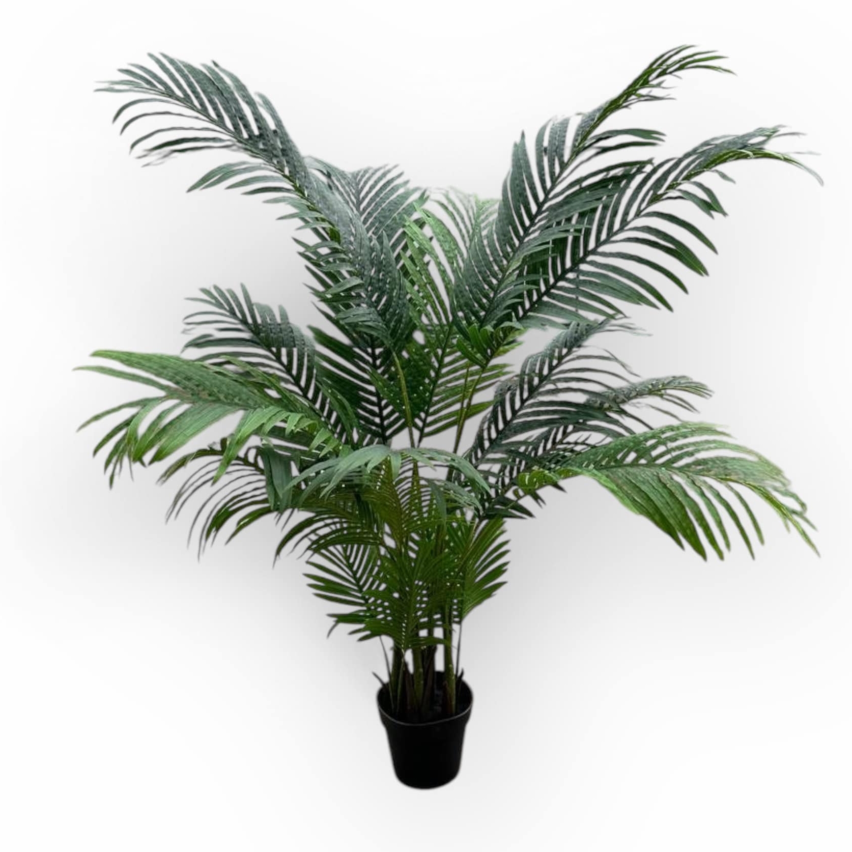 Хамедорея штучна 150 в чорному вазоні FW-271
