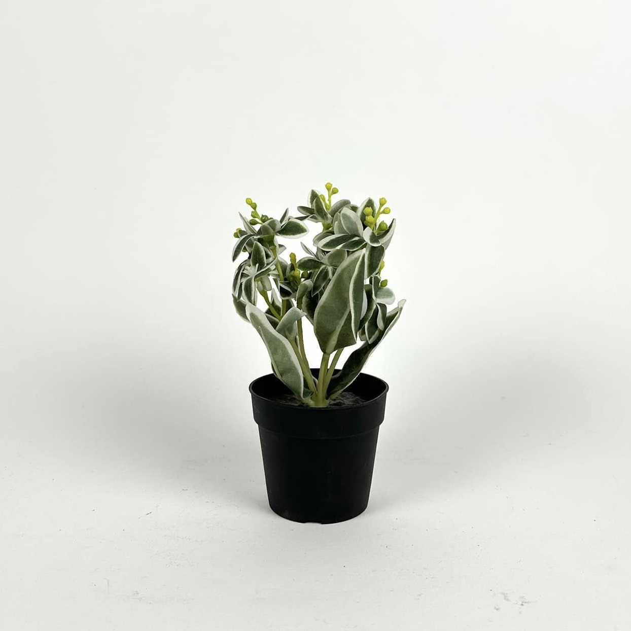 Молочай штучний в чорному вазоні FW-281