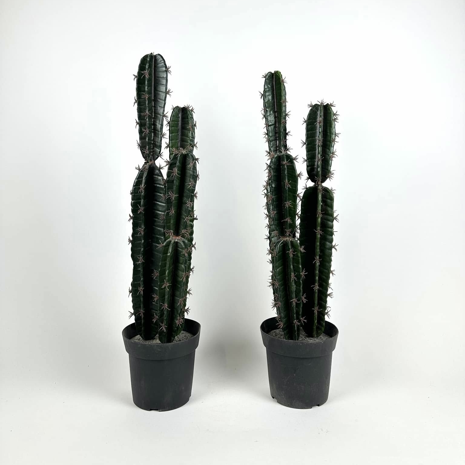 Кактус пахицереус штучний в чорному кашпо FW-283