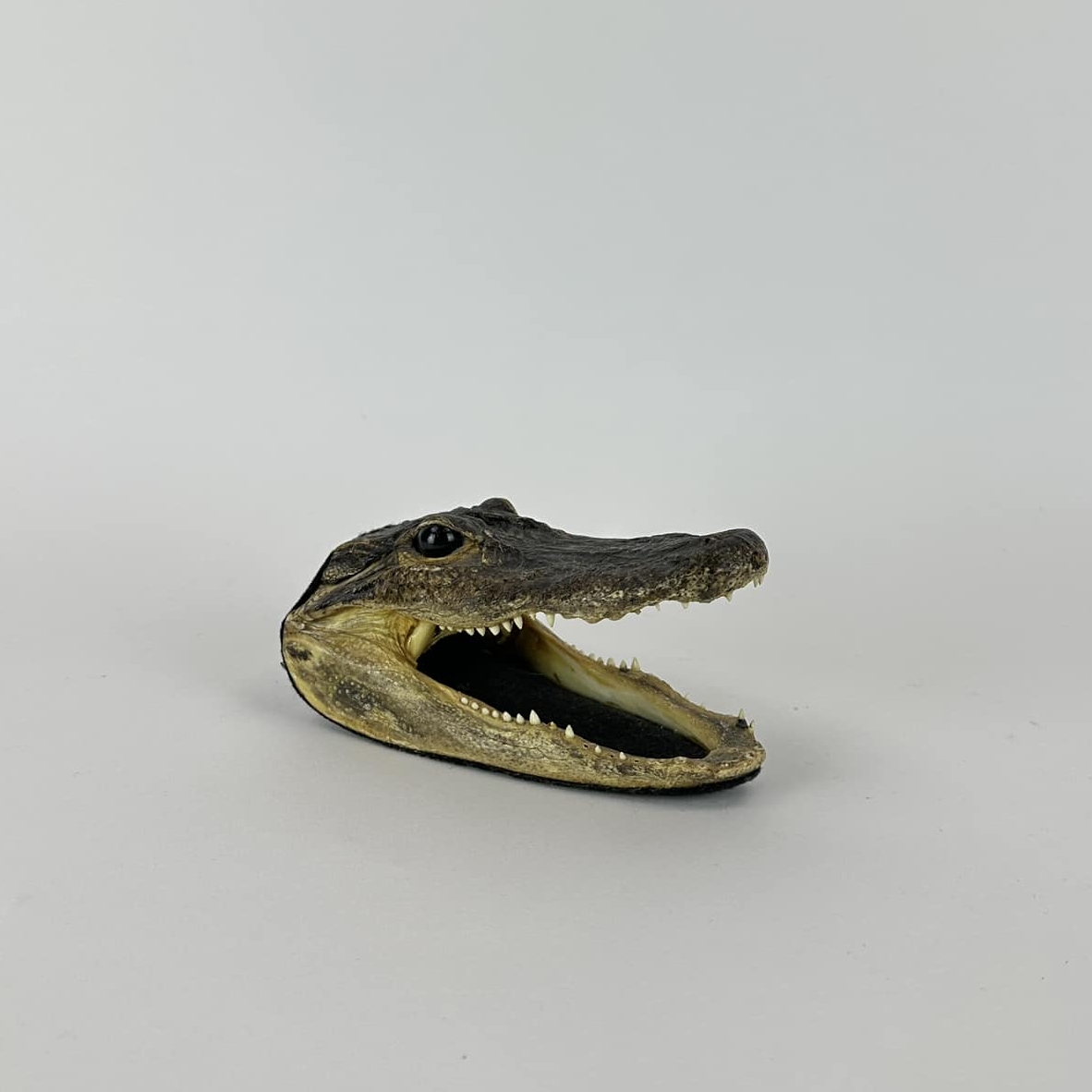 Чучело голови крокодила SK-029