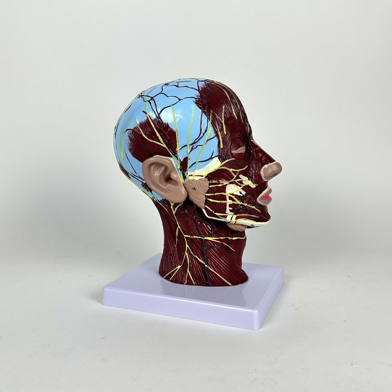 Учбова модель Голова людини у розрізі SK-032