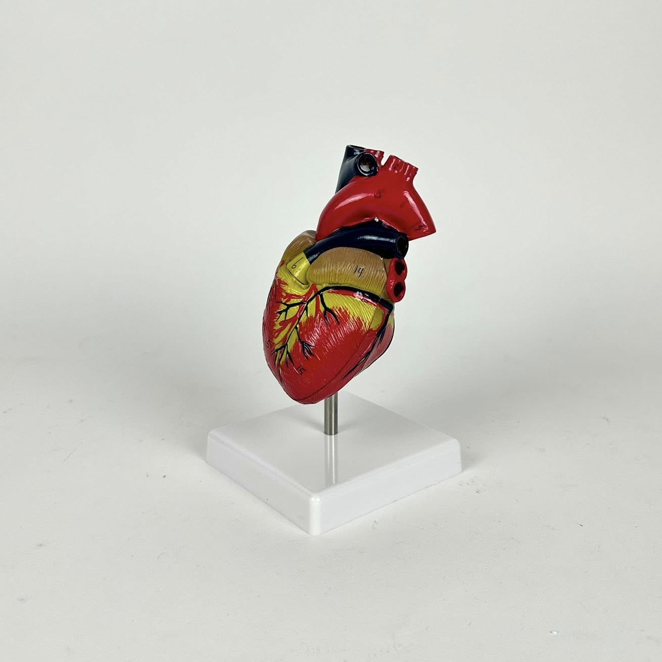 Учбова модель Серце розбірна SK-033