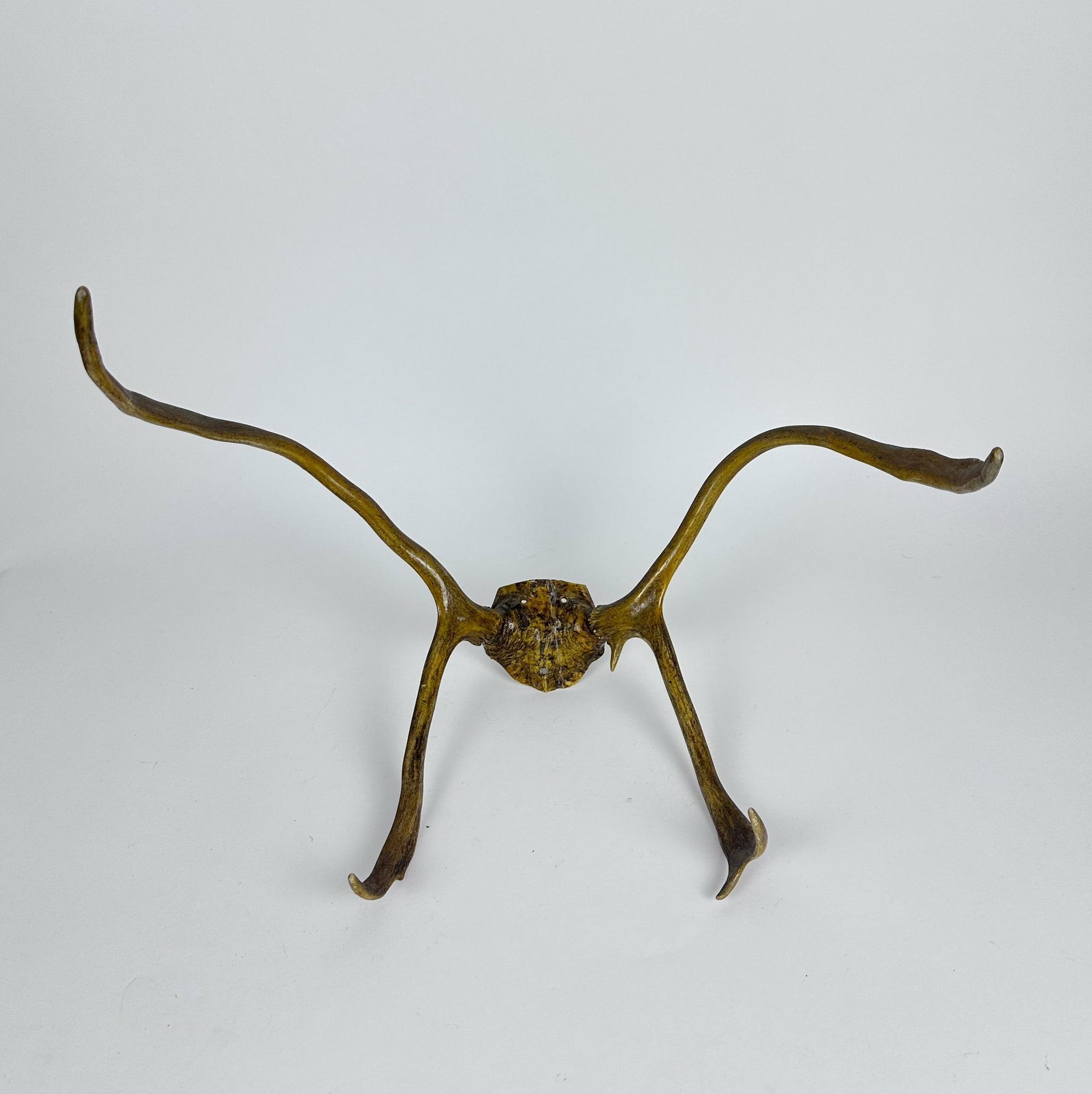 Роги оленя WD-106