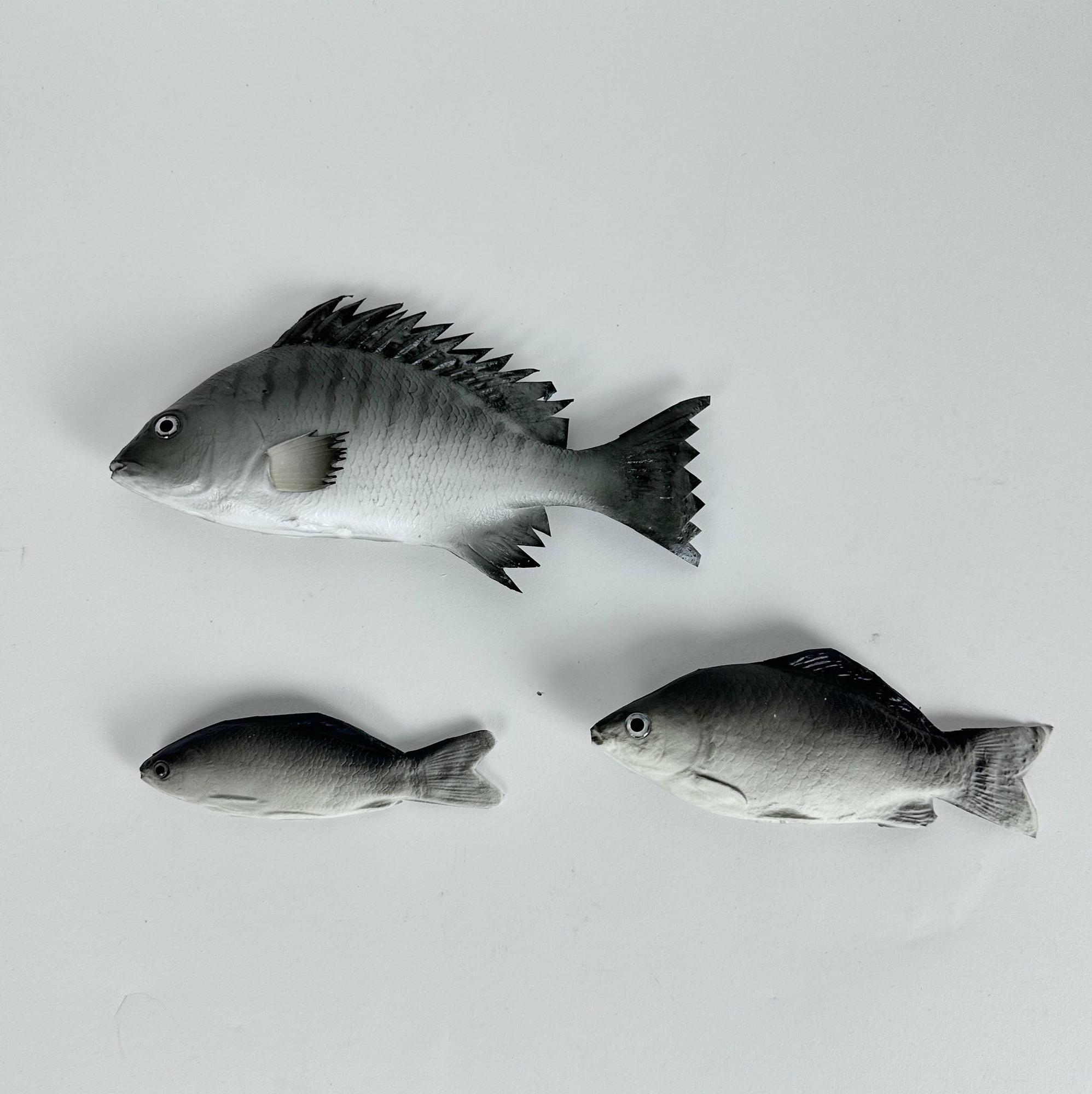 Муляж риби окунь/карась MF-061