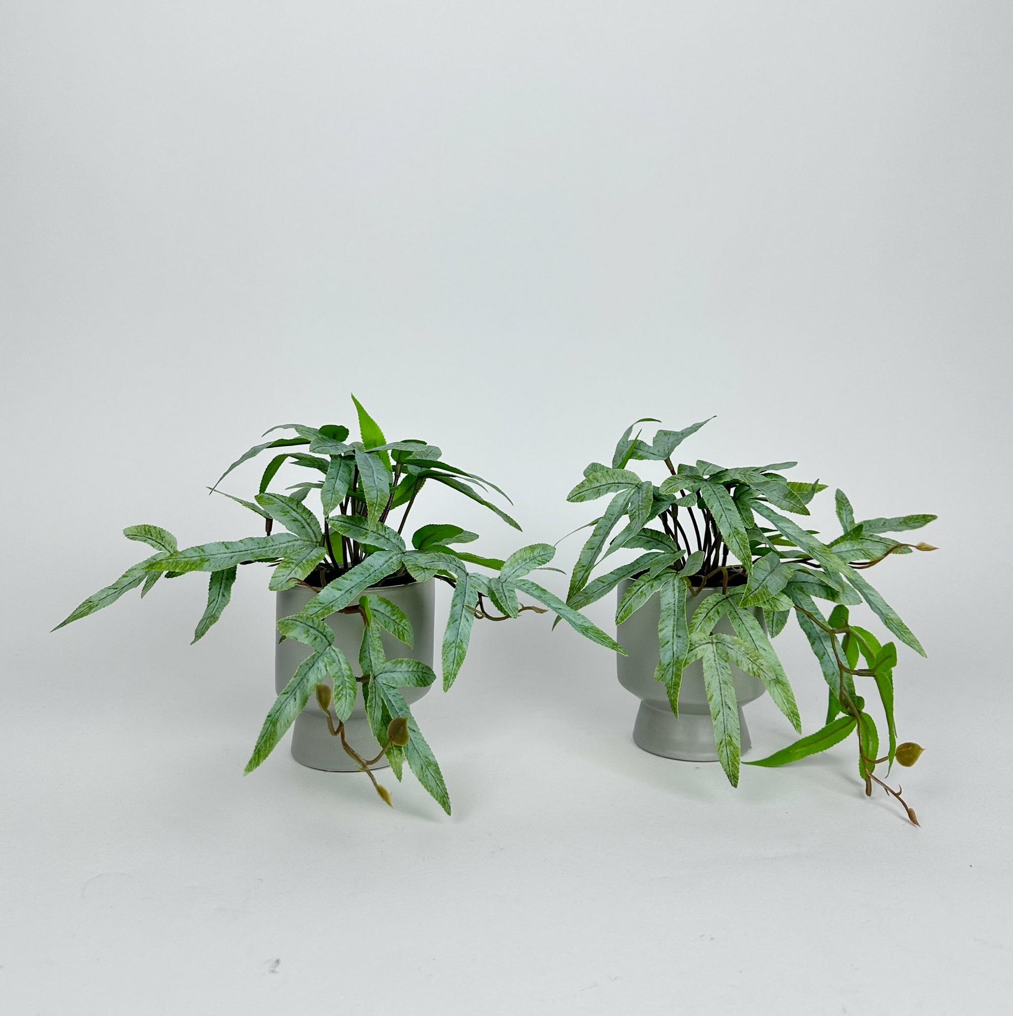 Птеріс Паркера штучний у сірому кашпо FW-294