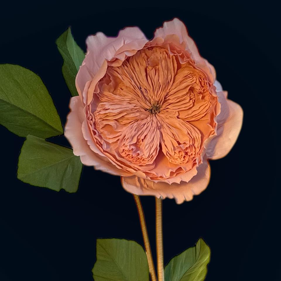 Троянда англійська блідо-рожева ростова FG-004