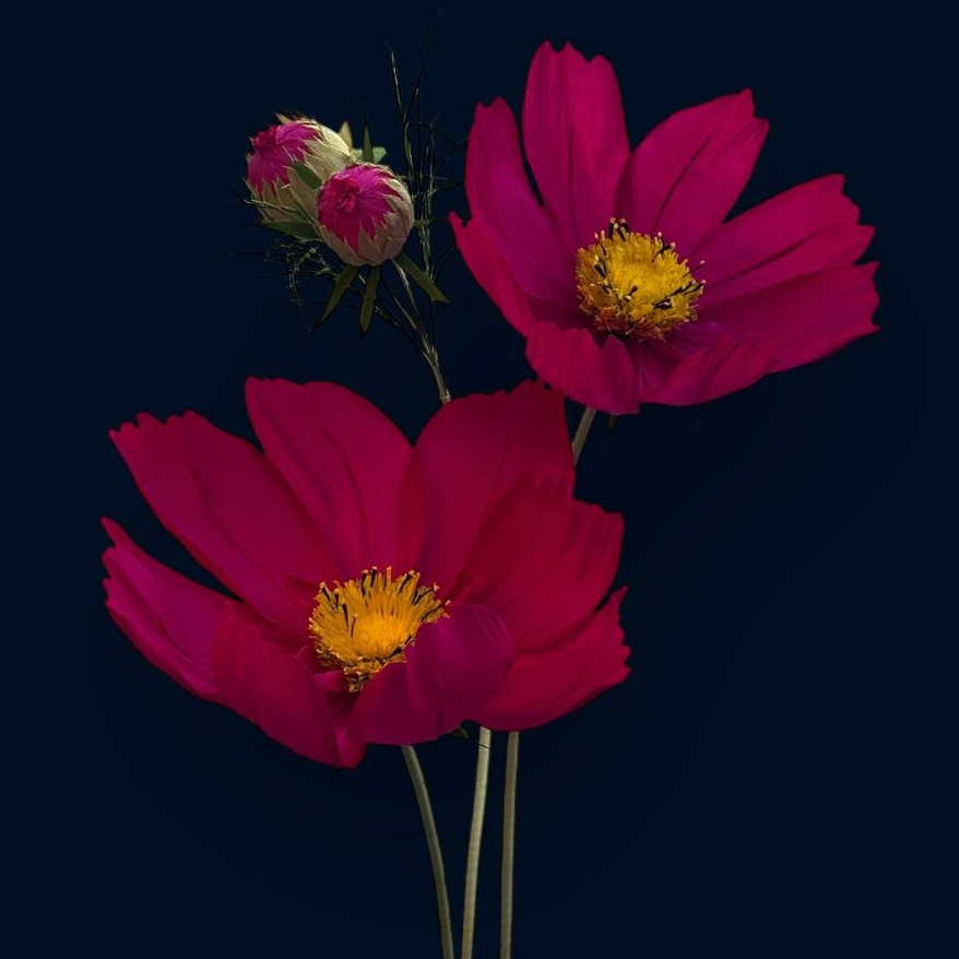 Космея бурякова ростова FG-007