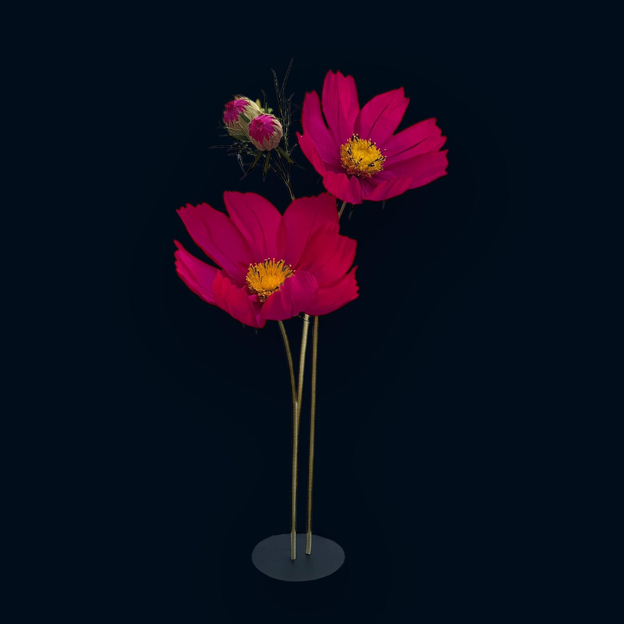 Космея бурякова ростова FG-007