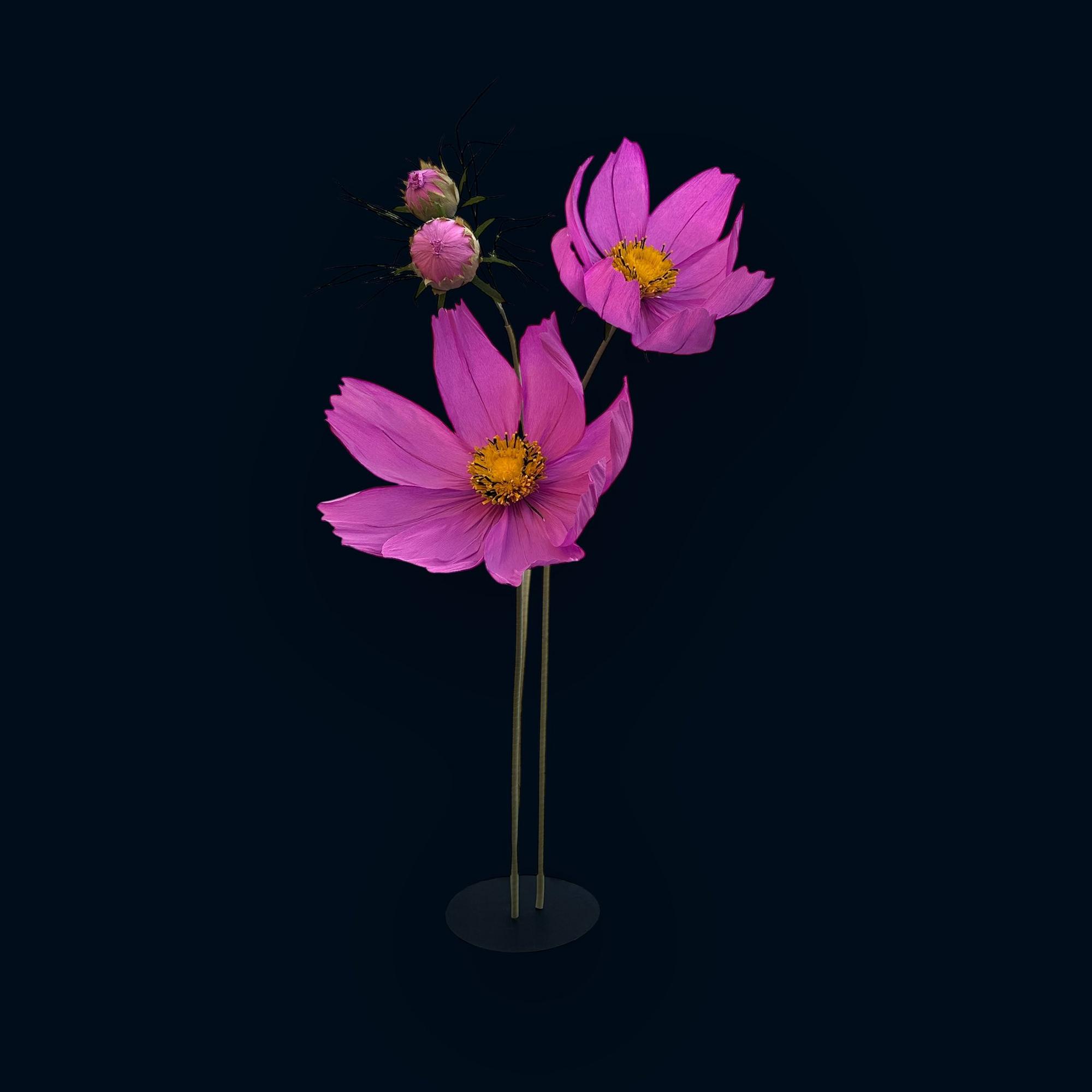 Космея рожево-лілова ростова FG-008