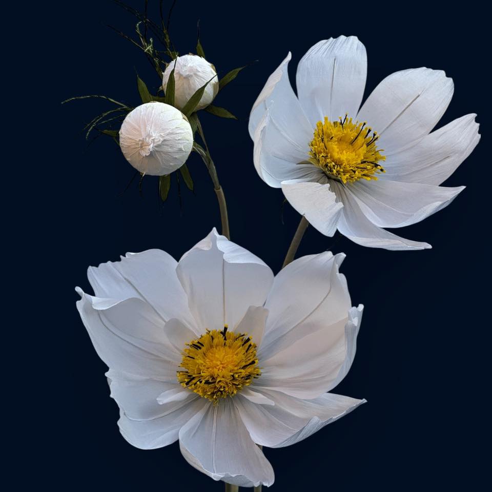 Космея біла ростова FG-009