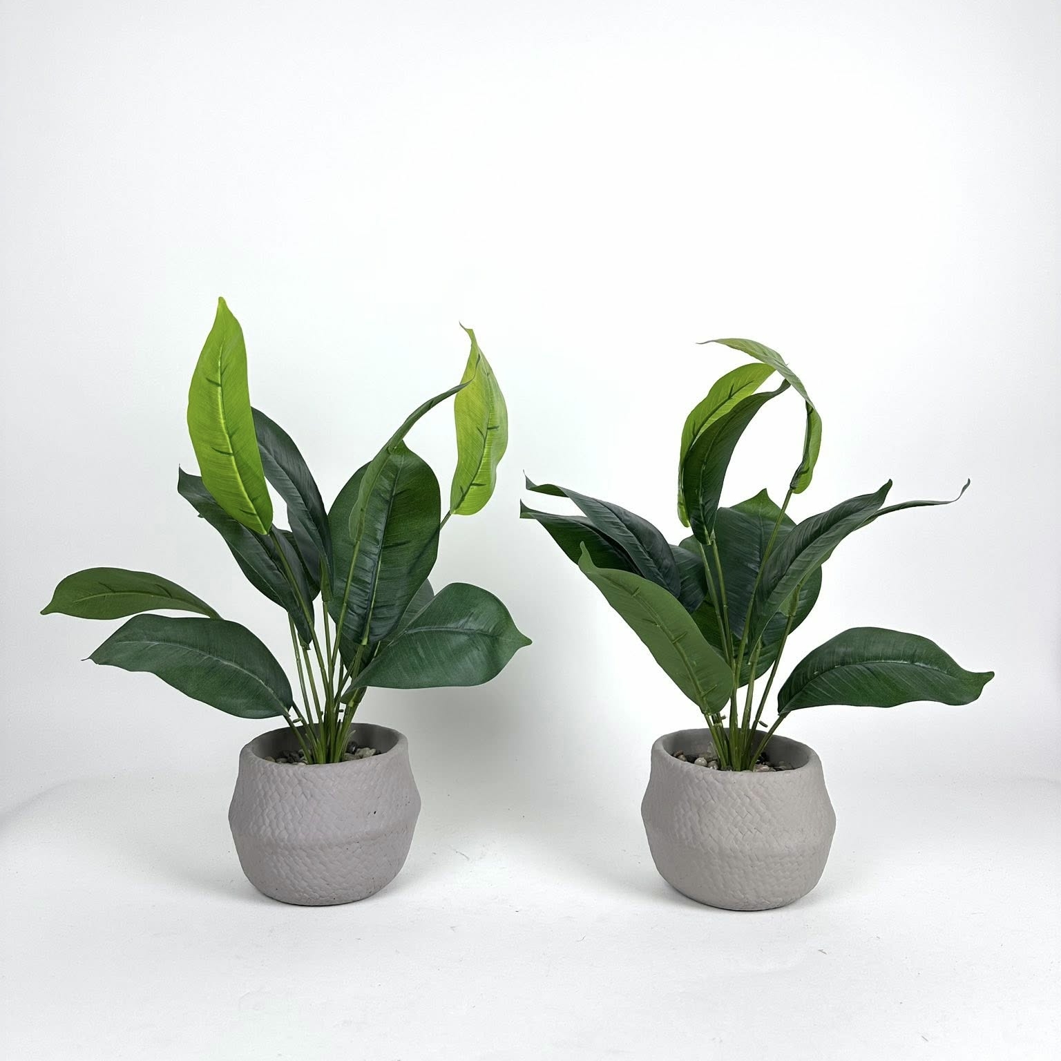 Спатифілум штучний у сірому кашпо FW-306