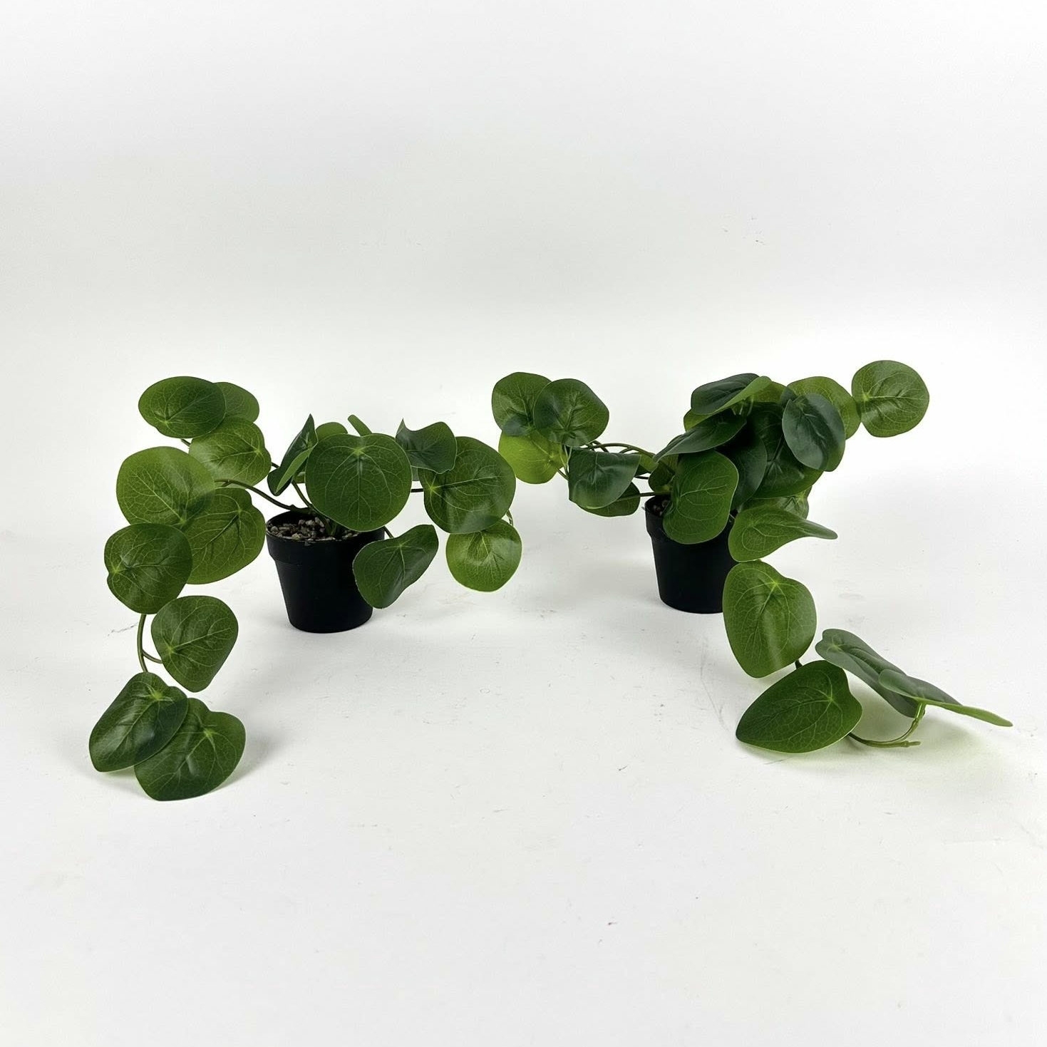 Діоскорея штучна у чорному вазоні FW-308